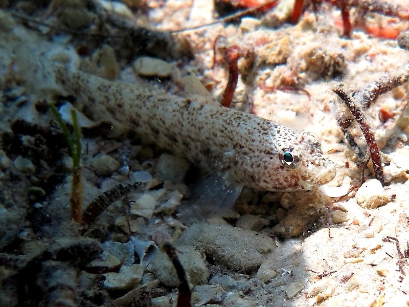 Gobius incognitus (M. Kovacic and R. anda, 2016) vs. Gobius bucchichi (Steindachner,1870)